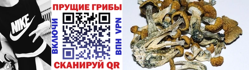 это Telegram  Алдан  Галлюциногенные грибы мицелий  цена  
